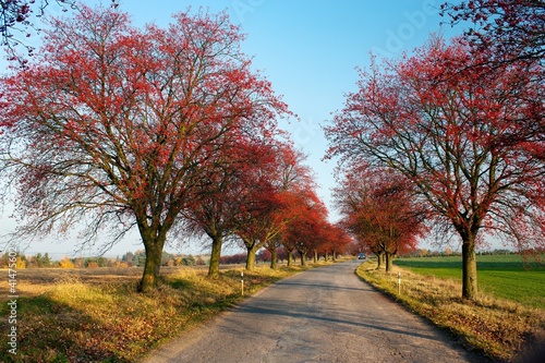 Photo: autumnal view of alley of chokeberry autumnal view of alley of chokeberry