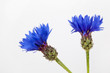 Centaurea cyanus