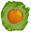 Vector orange  on a bright green background