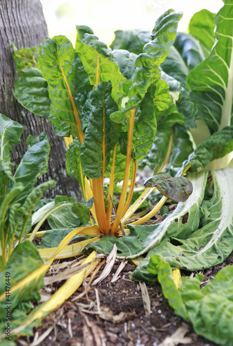 Photo: yellow swiss chard yellow swiss chard