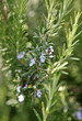 blooming rosemary