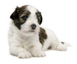 Detaily fotografie Cute little sable havanese puppy