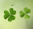 Foto: Three leaf clovers for backgrounds Three leaf clovers for backgrounds