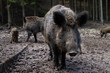 Wildschwein