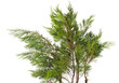 Cossack juniper Cossack juniper