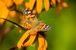 Painted lady