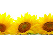 Three sunflowers with copyspase