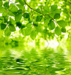 Green leaves background Green leaves background