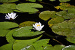 Waterlilies