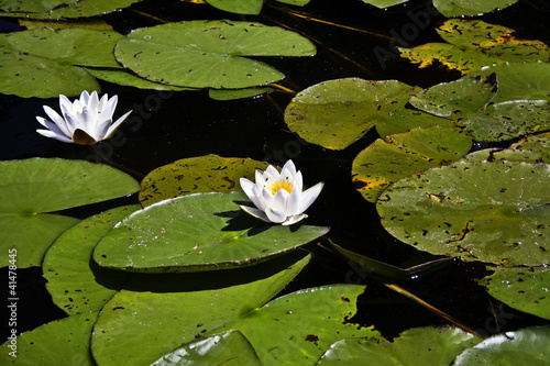 Photo: Waterlilies Waterlilies