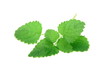 Melissa Officinalis - Lemon Balm Melissa Officinalis - Lemon Balm