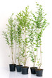 small trees