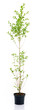 small tree