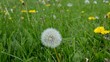 Pusteblume Hand