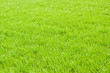 Green grass background