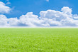 Beautiful field with a green grass