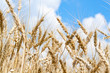 Gold wheat field