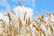 Gold wheat field