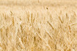 Gold wheat field