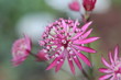 Sterndolde Astrantia lila