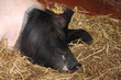 A Pig Asleep on a Bed of Straw in a Wooden Pen.