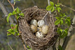 Foto: Vogelnest mit Eiern Vogelnest mit Eiern