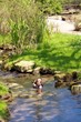 ente im wasser