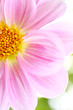 Photo en ligne au meilleur prix Beautiful light pink Dalia, Dahlia