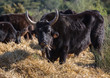 Taureau