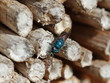 Feuer-Goldwespe im Insektenhotel