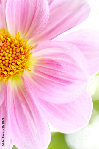 Photo: Beautiful light pink Dalia, Dahlia Beautiful light pink Dalia, Dahlia