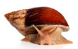 Photo: Big African snail Achatina fulica crawling Big African snail Achatina fulica crawling