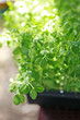soybean sprouts