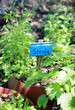 stevia