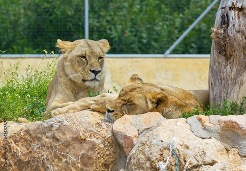 Photo: Two lionesses resting Two lionesses resting