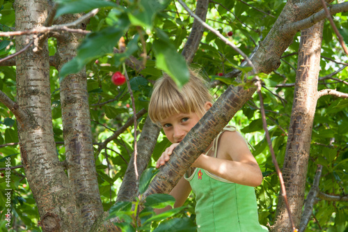 Photo: Climbing on cherry tree Climbing on cherry tree
