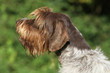 beau portrait de profil du griffon korthals