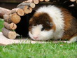 Wiesenspaß
