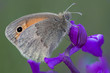 Butterfly on orchid flower