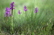 Wild orchid flowers in spring