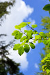 Leaves