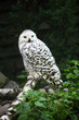 polar owl