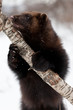 Wolverine eating meat