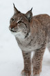 Lynx in snow