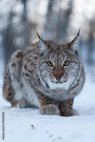 Photo: Lynx in snow Lynx in snow