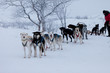Husky dogs