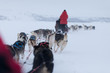 Husky dogsleds racing