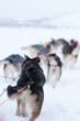 Husky dogsled racing