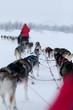 Husky dog sledding