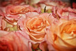 Bouquet of coral roses